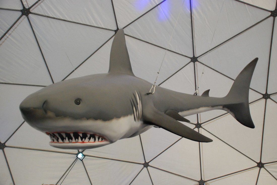 Ficticios Ocean World Exibition 8 fase final tirburon